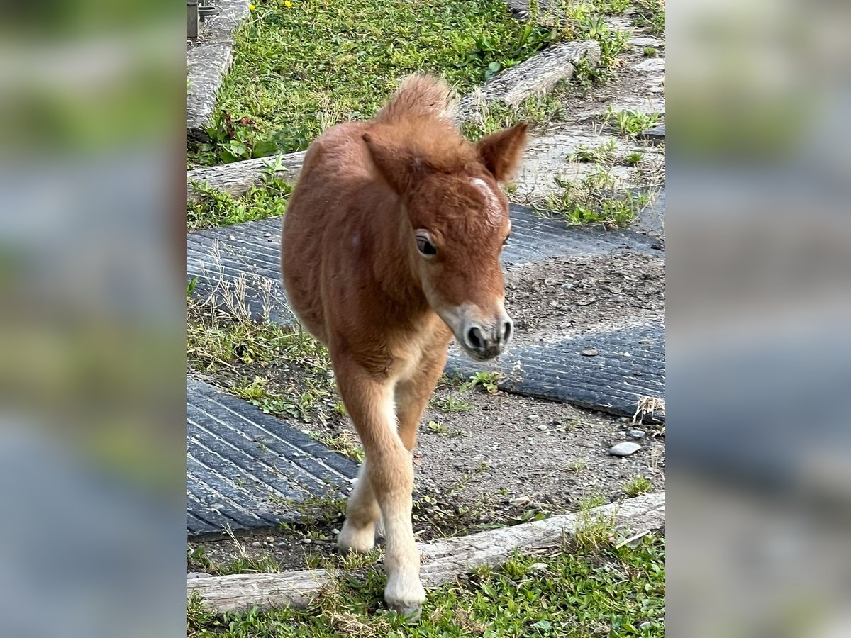Mini Shetland Pony Stute Fohlen (01/2025) 80 cm Braunfalbschimmel in Mietingen