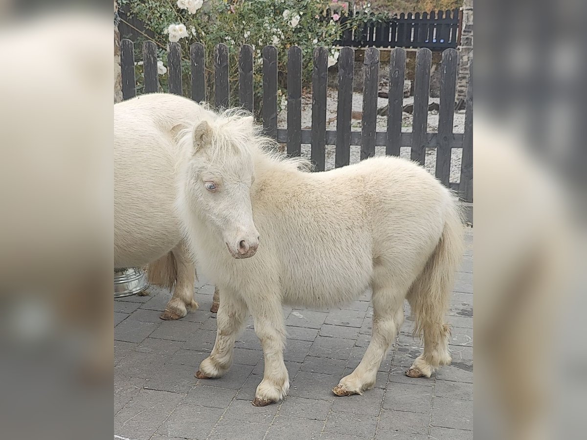 Mini Shetland Pony, Stute in Winkel