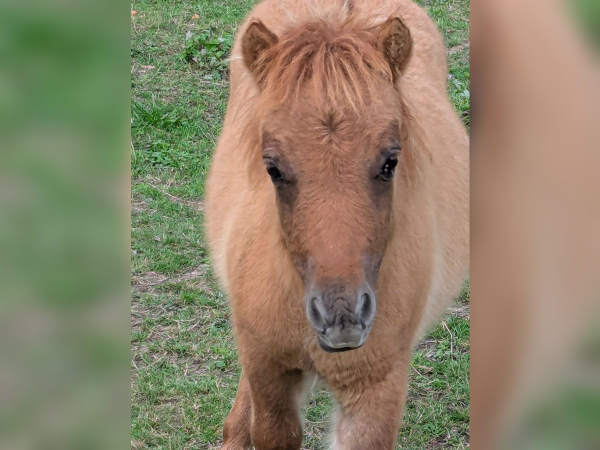 Mini Shetland Pony Stute Fohlen (05/2025) 84 cm Falbe in Alsdorf