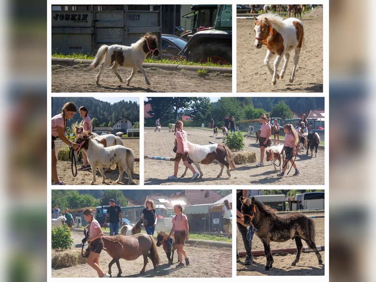 Mini Shetland Pony Stute Fohlen (01/2024) in St.Georgen am Kreischberg