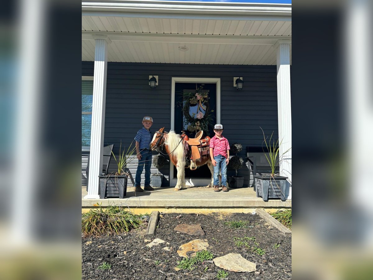 Mini Shetland Pony Wallach 10 Jahre 132 cm Rotfuchs in COLUMBIA, KY