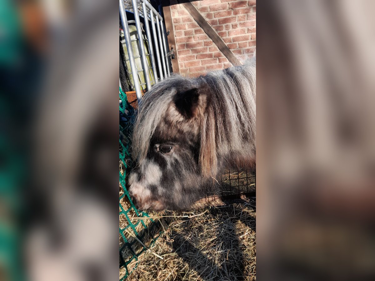 Mini Shetland Pony Wallach 10 Jahre 95 cm Tigerschecke in Vlotho