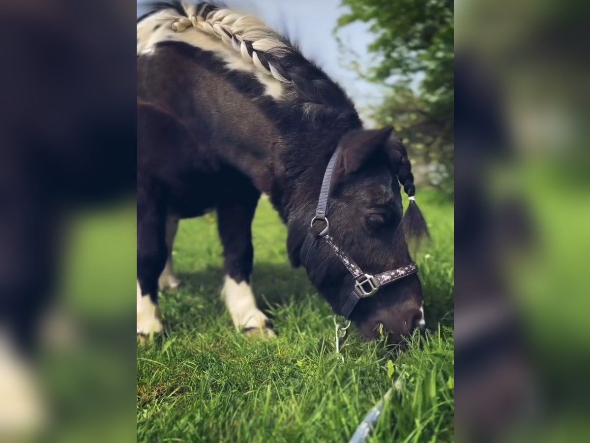 Mini Shetland Pony Wallach 13 Jahre Schecke in Prichsenstadt