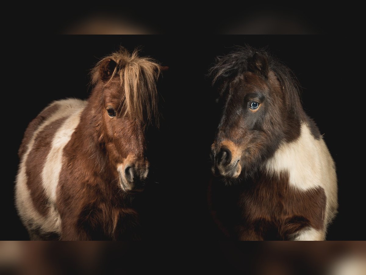 Mini Shetland Pony Wallach 16 Jahre 85 cm Schecke in Soltau