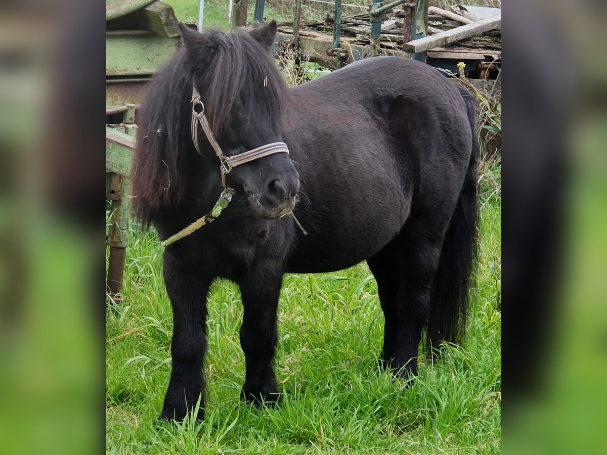 Mini Shetland Pony Wallach 24 Jahre 110 cm Rappe in AlsdorfAlsdorf