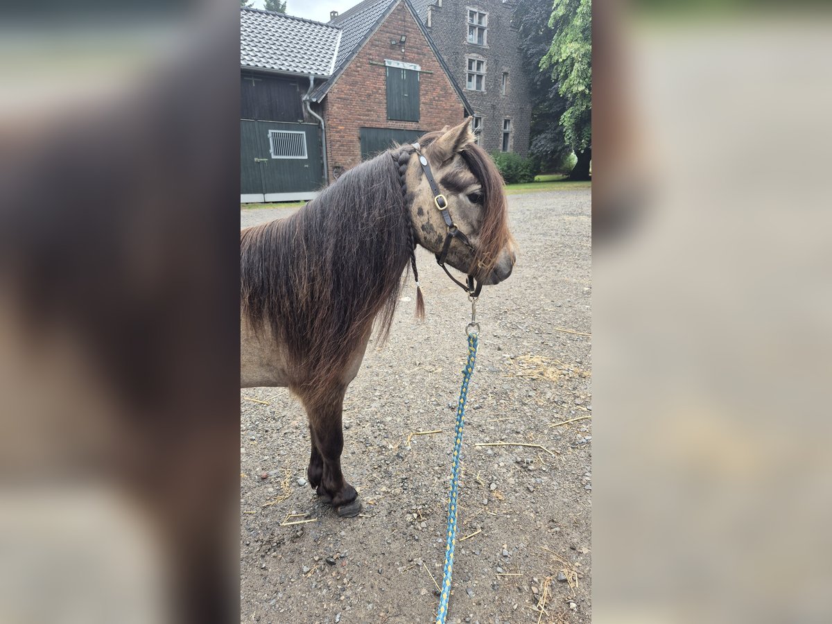 Mini Shetland Pony Wallach 3 Jahre 83 cm Buckskin in D&#xFC;sseldorf