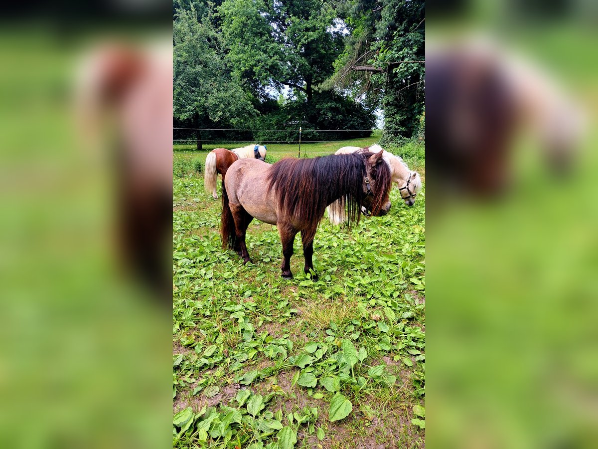 Mini Shetland Pony Wallach 3 Jahre 83 cm Buckskin in D&#xFC;sseldorf