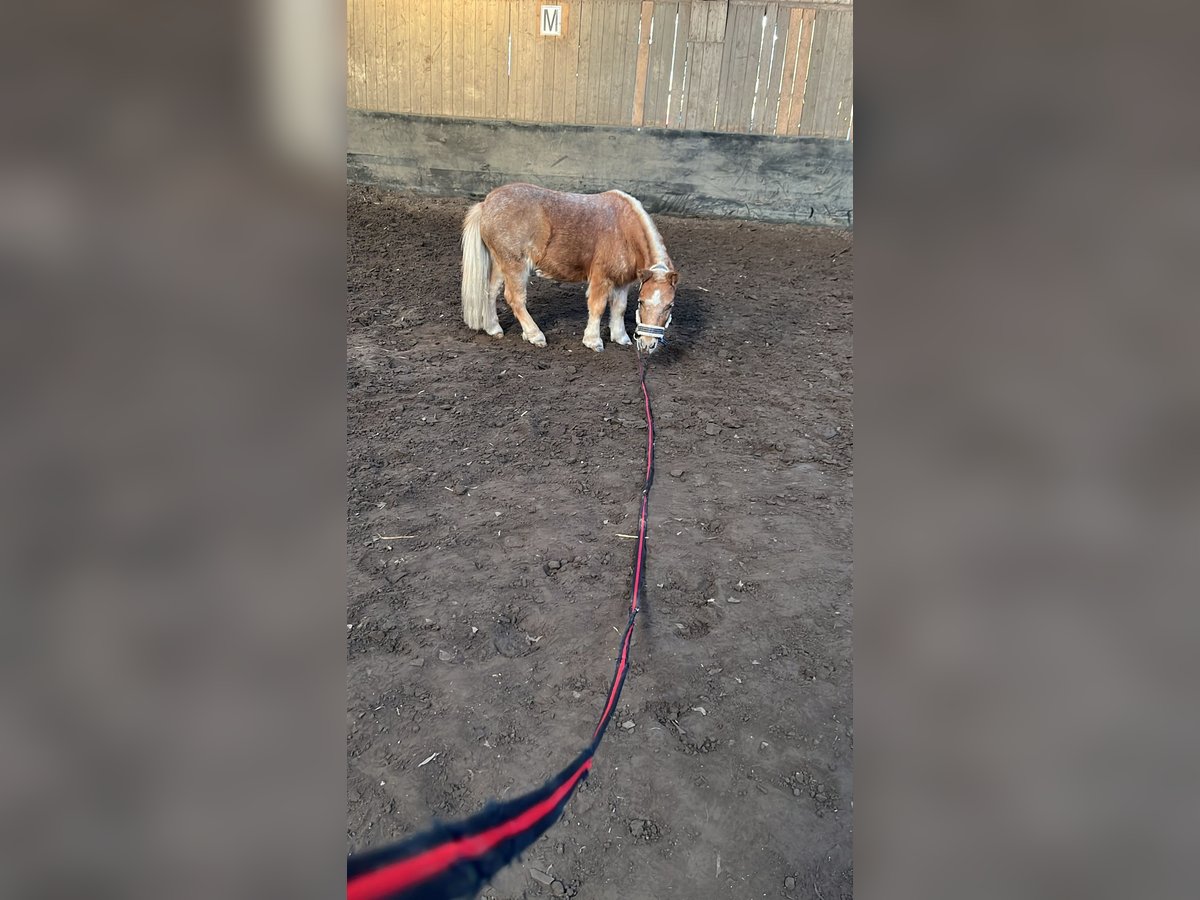 Mini Shetland Pony Mix Wallach 4 Jahre 80 cm Fuchs in W&#xFC;rselen