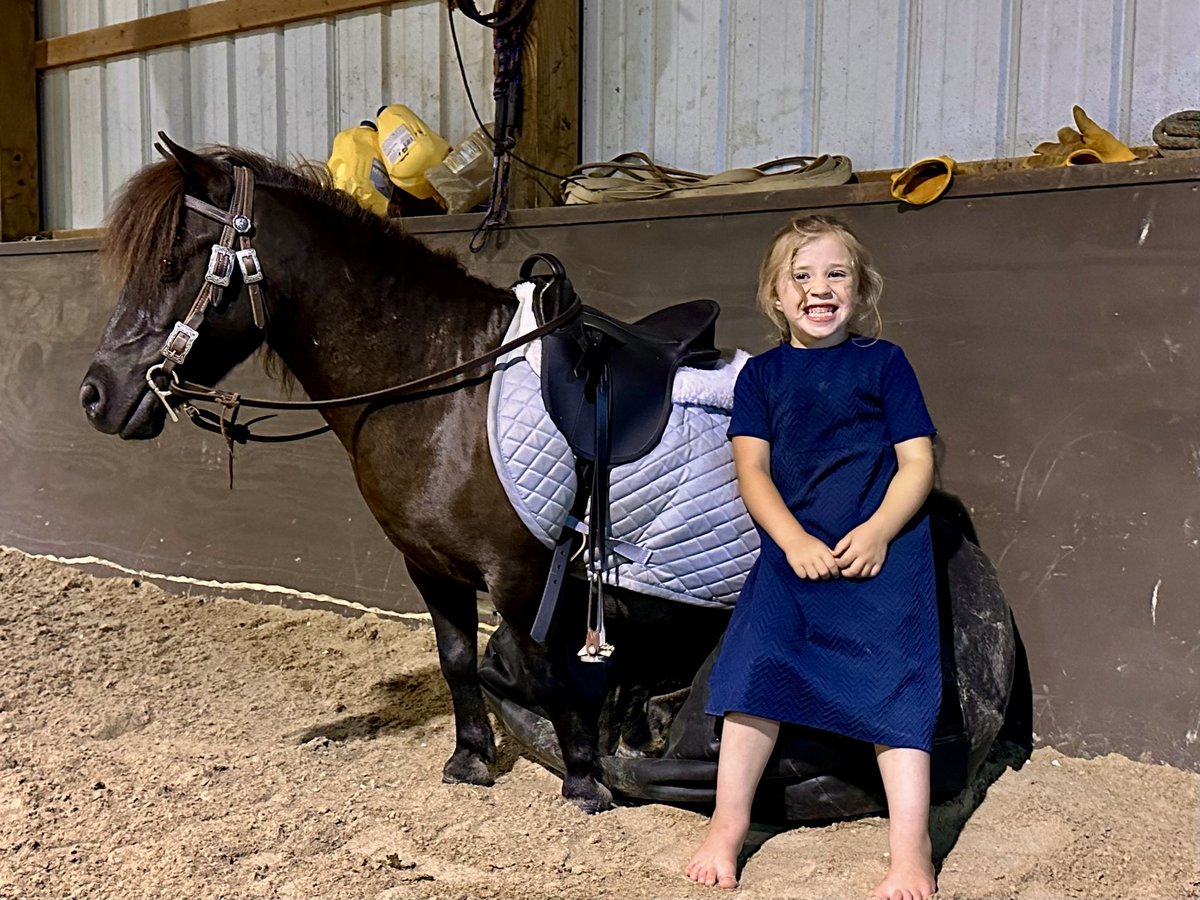 Mini Shetland Pony Wallach 4 Jahre 86 cm Dunkelbrauner in Fresno, Oh