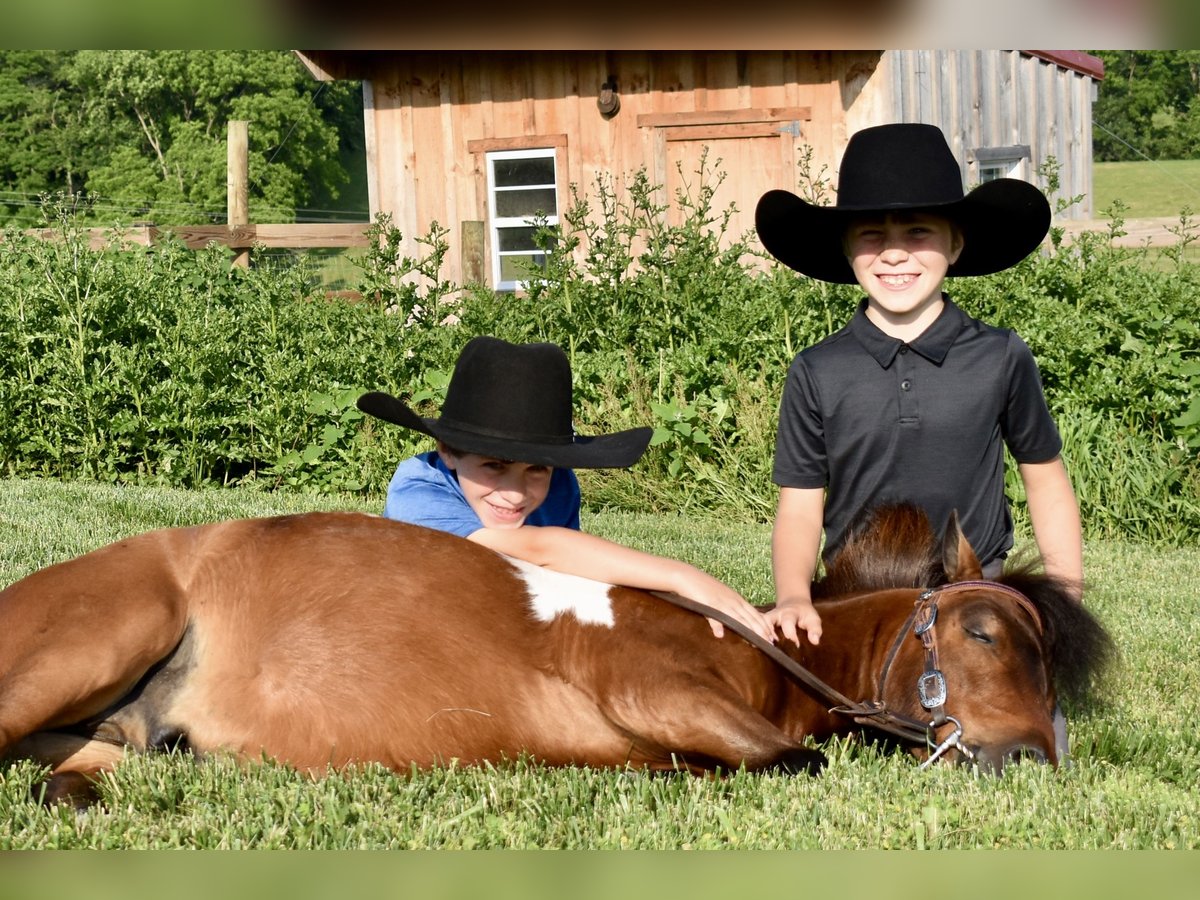 Mini Shetland Pony Wallach 5 Jahre 94 cm Schecke in Fresno, Oh