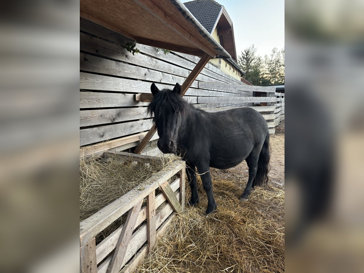 Mini Shetland Pony Wallach 6 Jahre 110 cm Rappe in St. Pölten