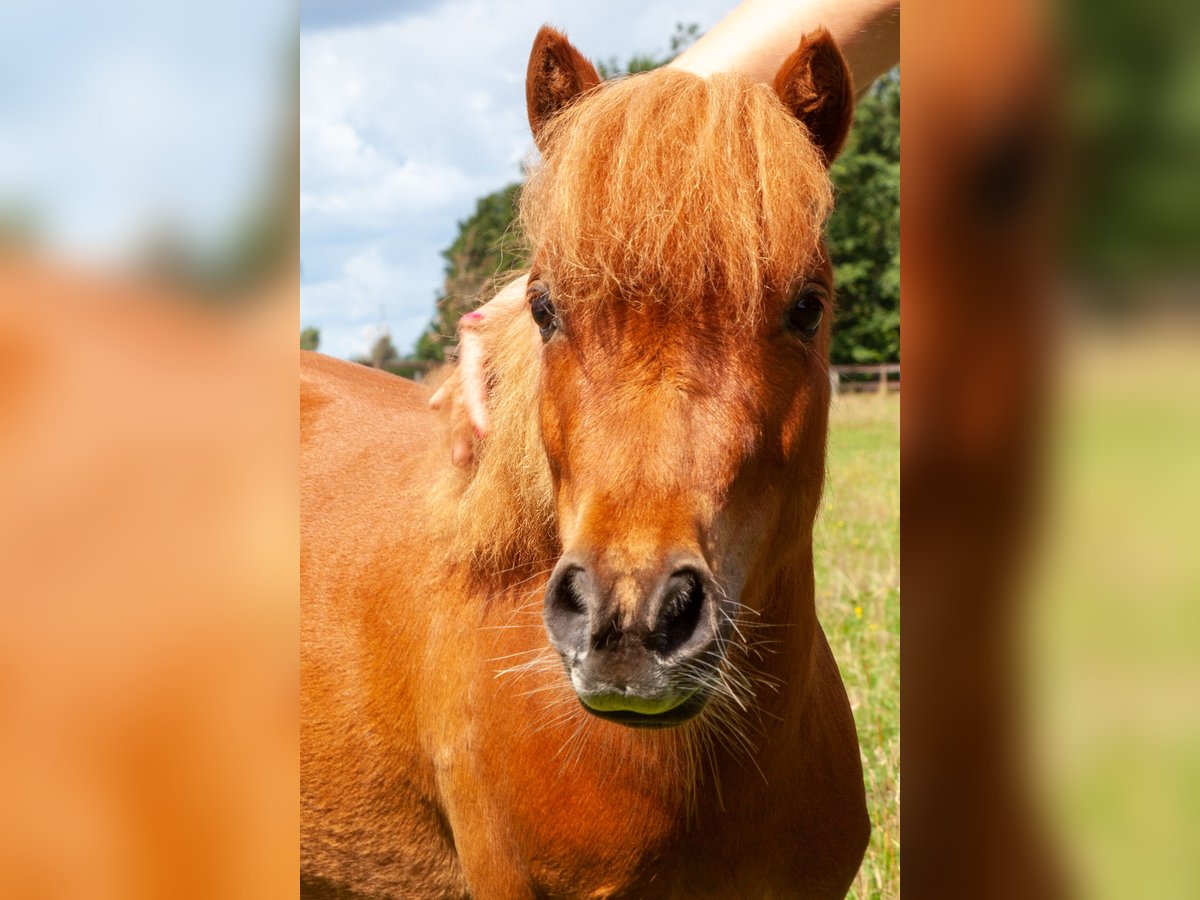 Mini Shetland Pony Wallach 6 Jahre 85 cm Fuchs in Jevenstedt