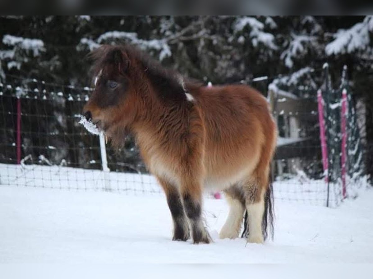 Mini Shetland Pony Wallach 6 Jahre 86 cm Schecke in Altendorf