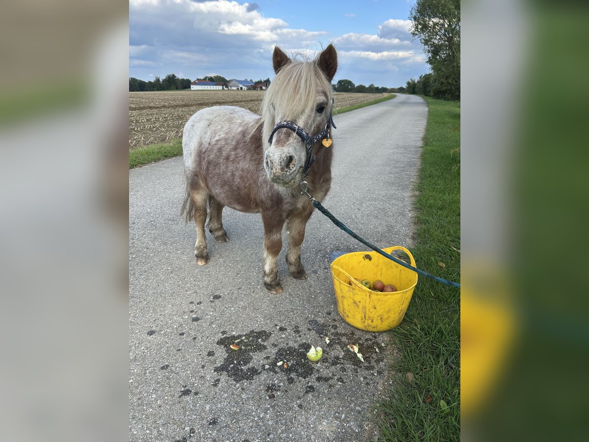 Mini Shetland Pony Wallach 8 Jahre 83 cm in Oberneukirchen