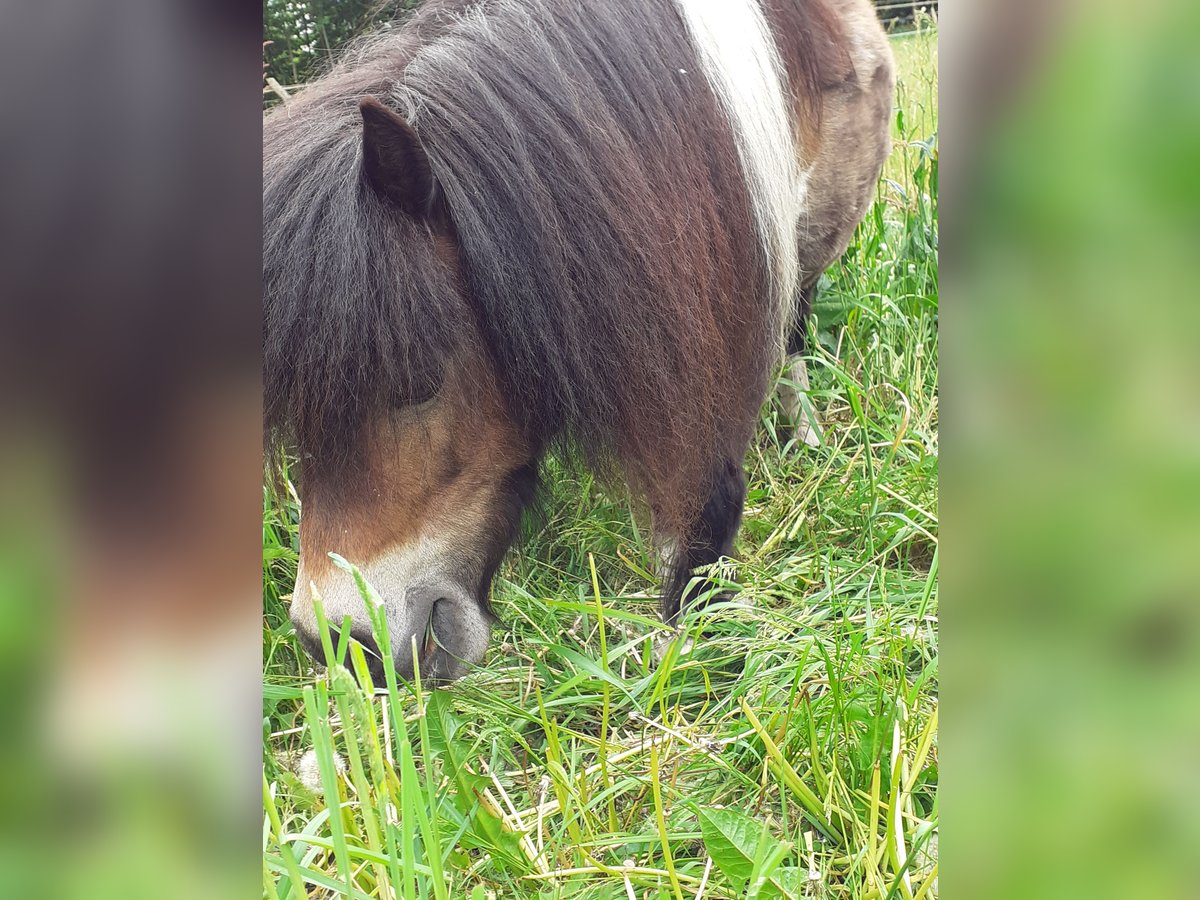 Mini Shetland Pony Wallach 8 Jahre 90 cm Schecke in Wietmarschen