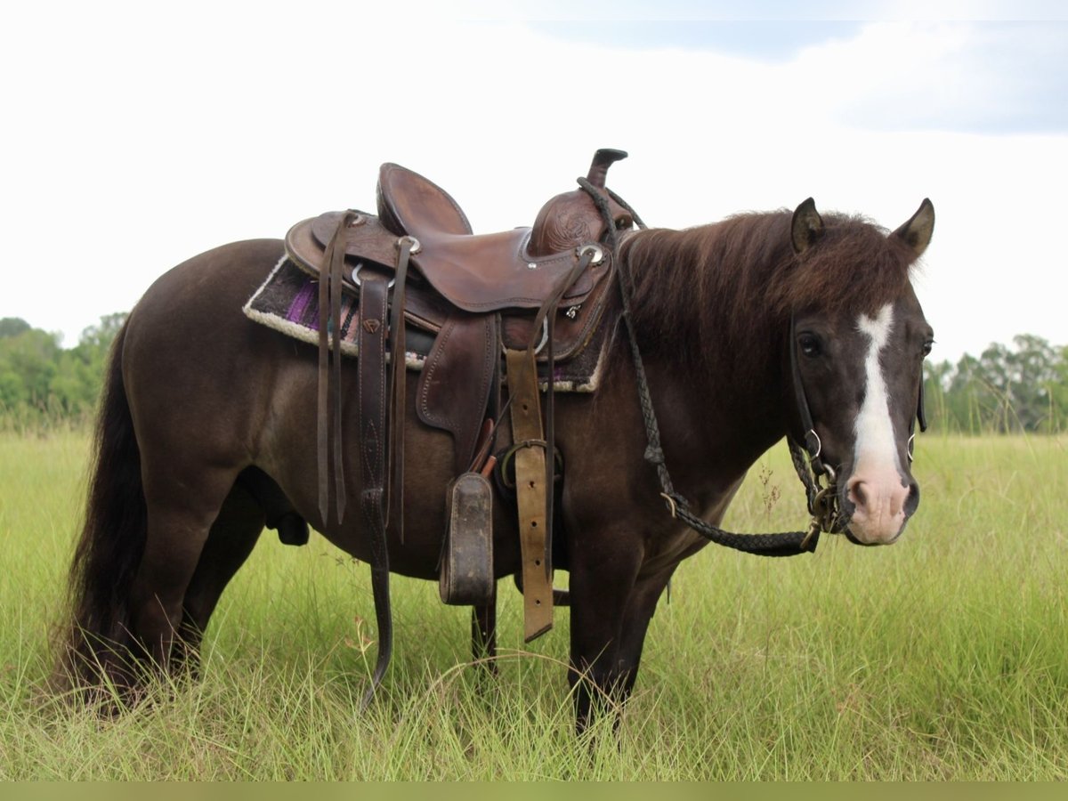 Mini Shetland Pony Wallach 8 Jahre 99 cm Grullo in Roseland