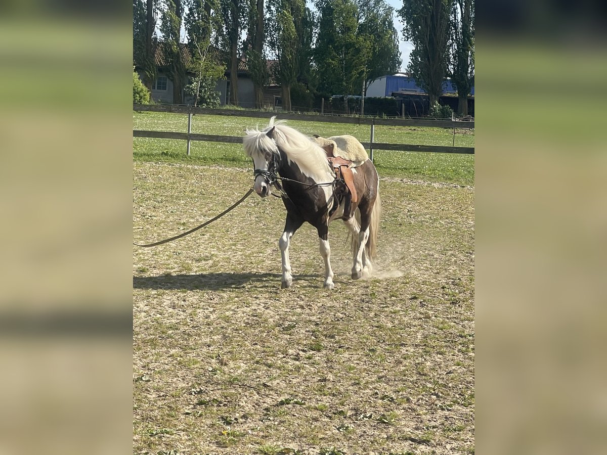 Mini Shetland Pony Mix Wallach 9 Jahre 115 cm Schecke in Elmenhorst-Lichtenhagen