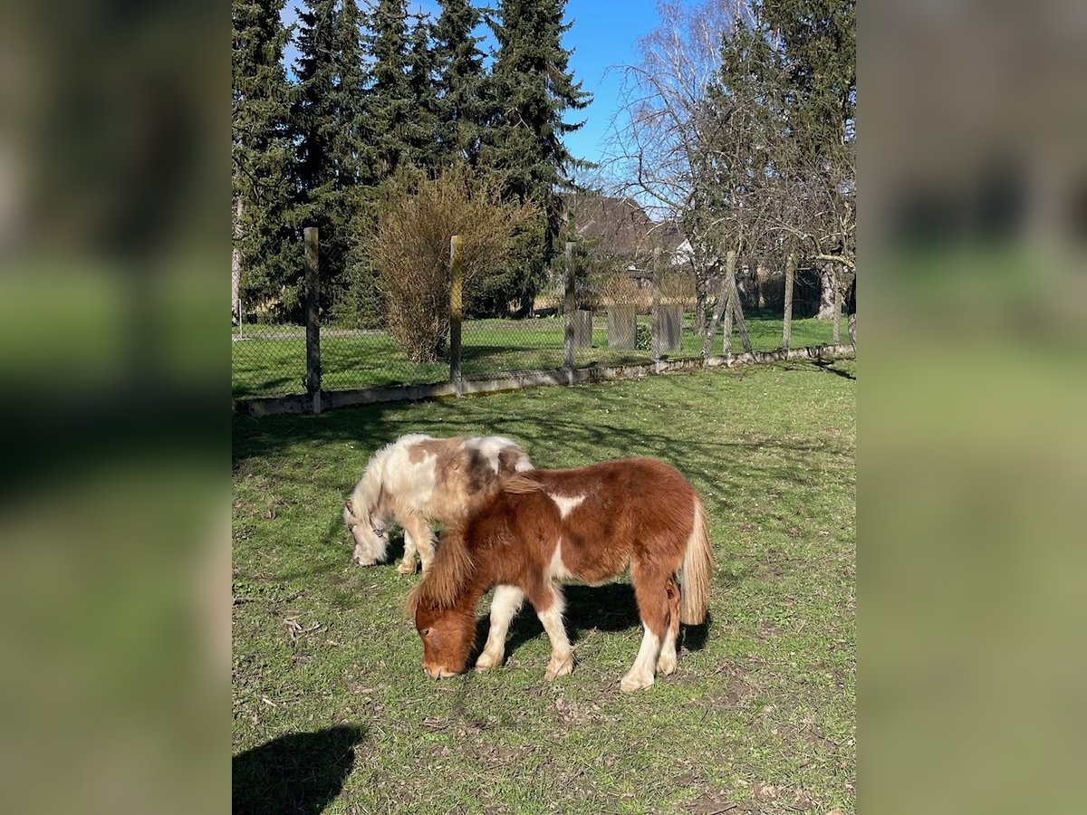 Miniatura americano Caballo castrado 1 año 90 cm Pío in Kappel-Grafenhausen