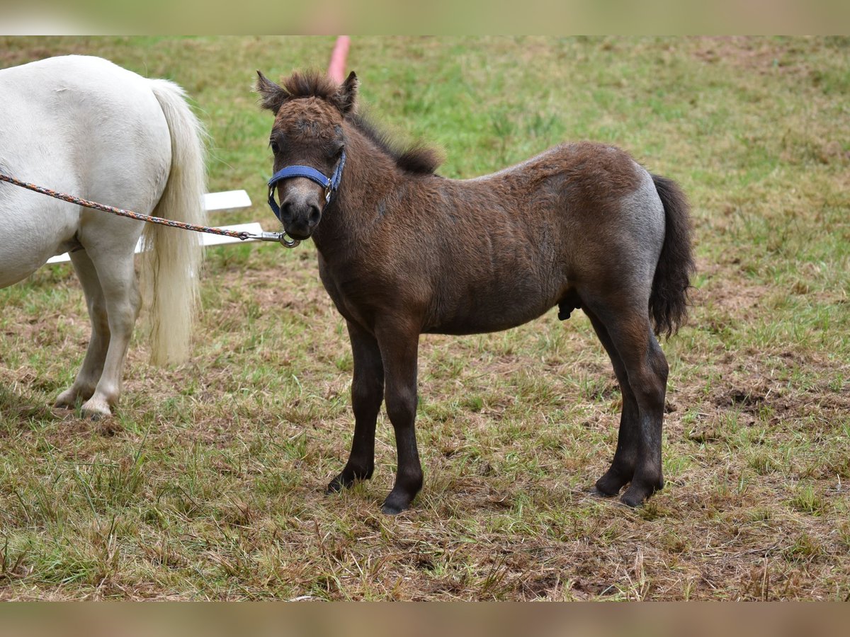 Minishetlandsponny Hingst Föl (06/2024) 85 cm Grå in Behringen