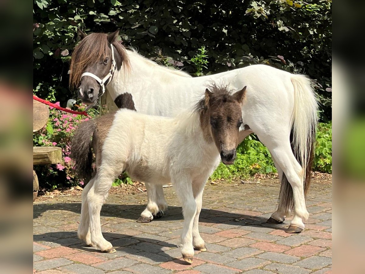 Minishetlandsponny Sto 4 år 86 cm Pinto in Wildeshausen