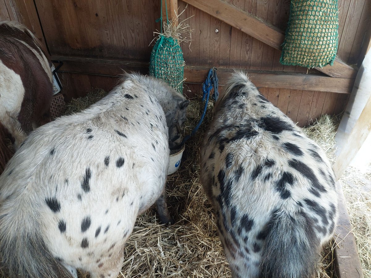 Minishetlandsponny Valack 4 år 90 cm in Zeulenroda-Triebes