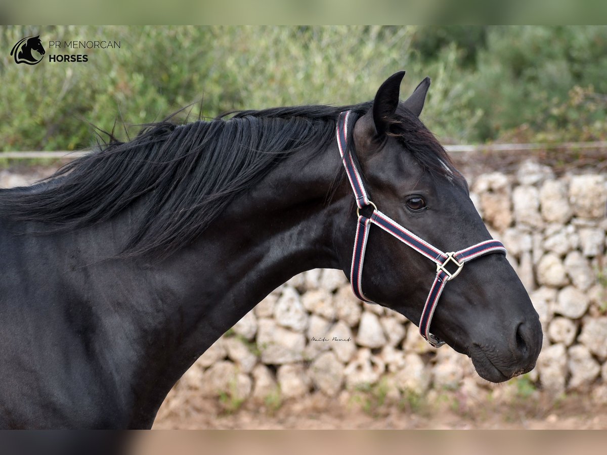 Minorchino Castrone 4 Anni 158 cm Morello in Menorca