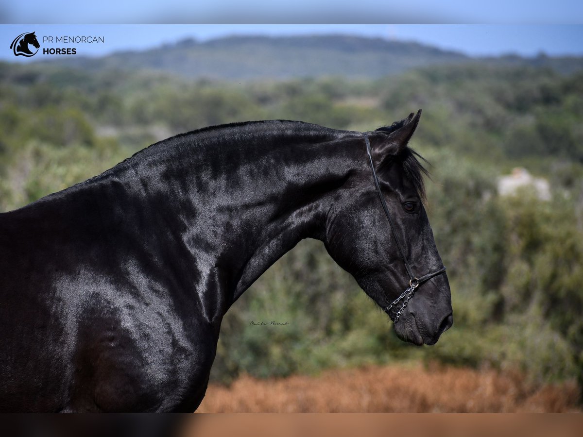 Minorchino Giumenta 6 Anni 168 cm Morello in Menorca