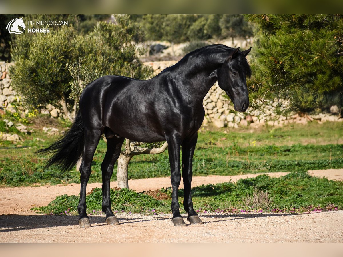 Minorchino Stallone 5 Anni 162 cm Morello in Menorca