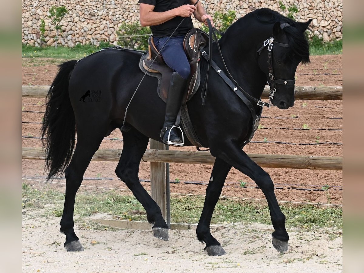 Minorchino Stallone 5 Anni 164 cm Morello in Menorca