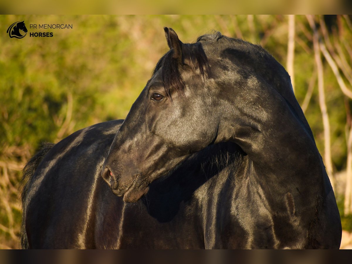 Minorchino Stallone 8 Anni 170 cm Morello in Menorca