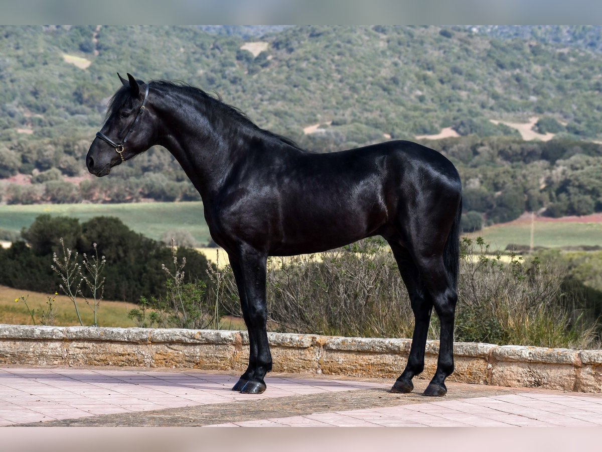 Minorquin Étalon 3 Ans 157 cm in Menorca