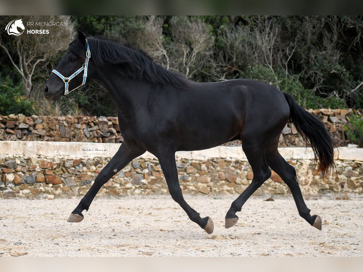 Minorquin Étalon 3 Ans 159 cm Noir in Menorca