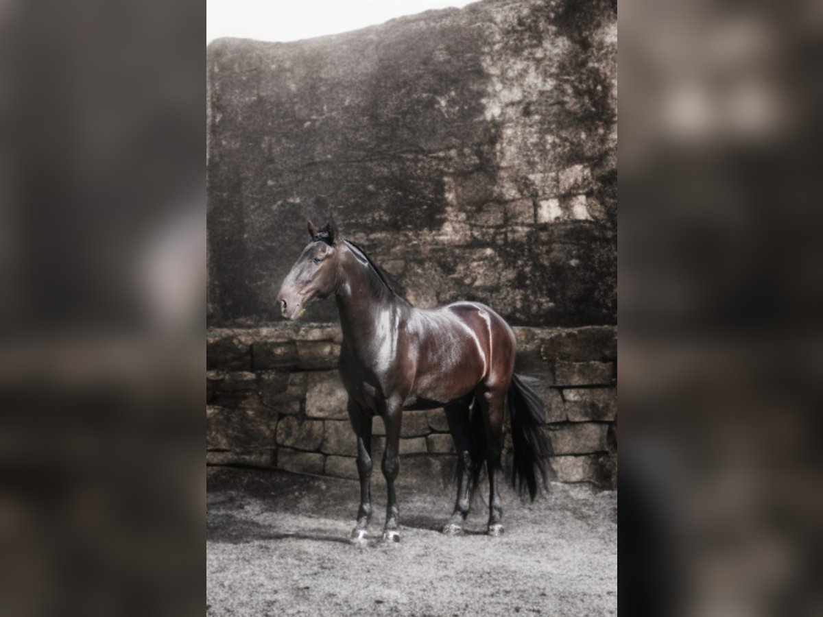 Minorquin Hongre 5 Ans 170 cm Noir in Mari&#xEB;nheem