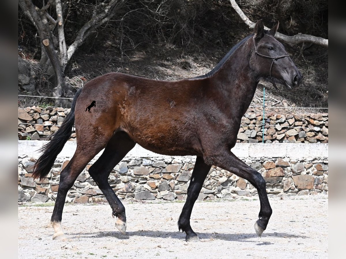 Minorquin Jument 2 Ans 162 cm Noir in Menorca