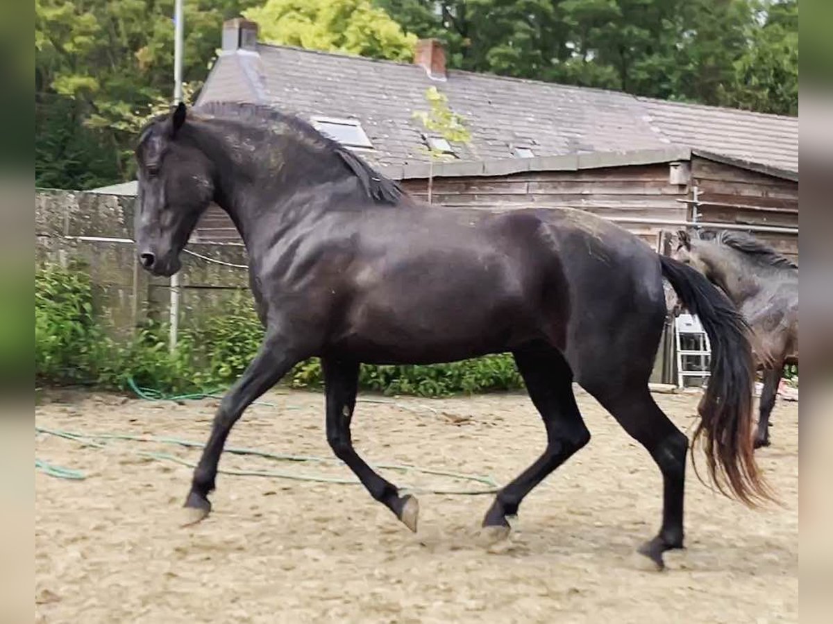 Minorquin Jument 6 Ans 164 cm Noir in Herenthout