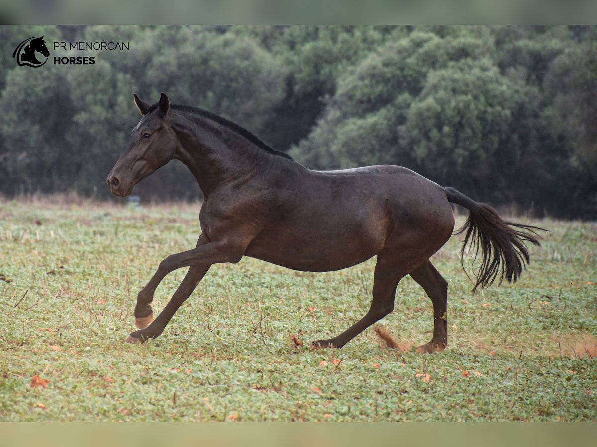 Minorquin Jument 7 Ans 151 cm Noir in Menorca