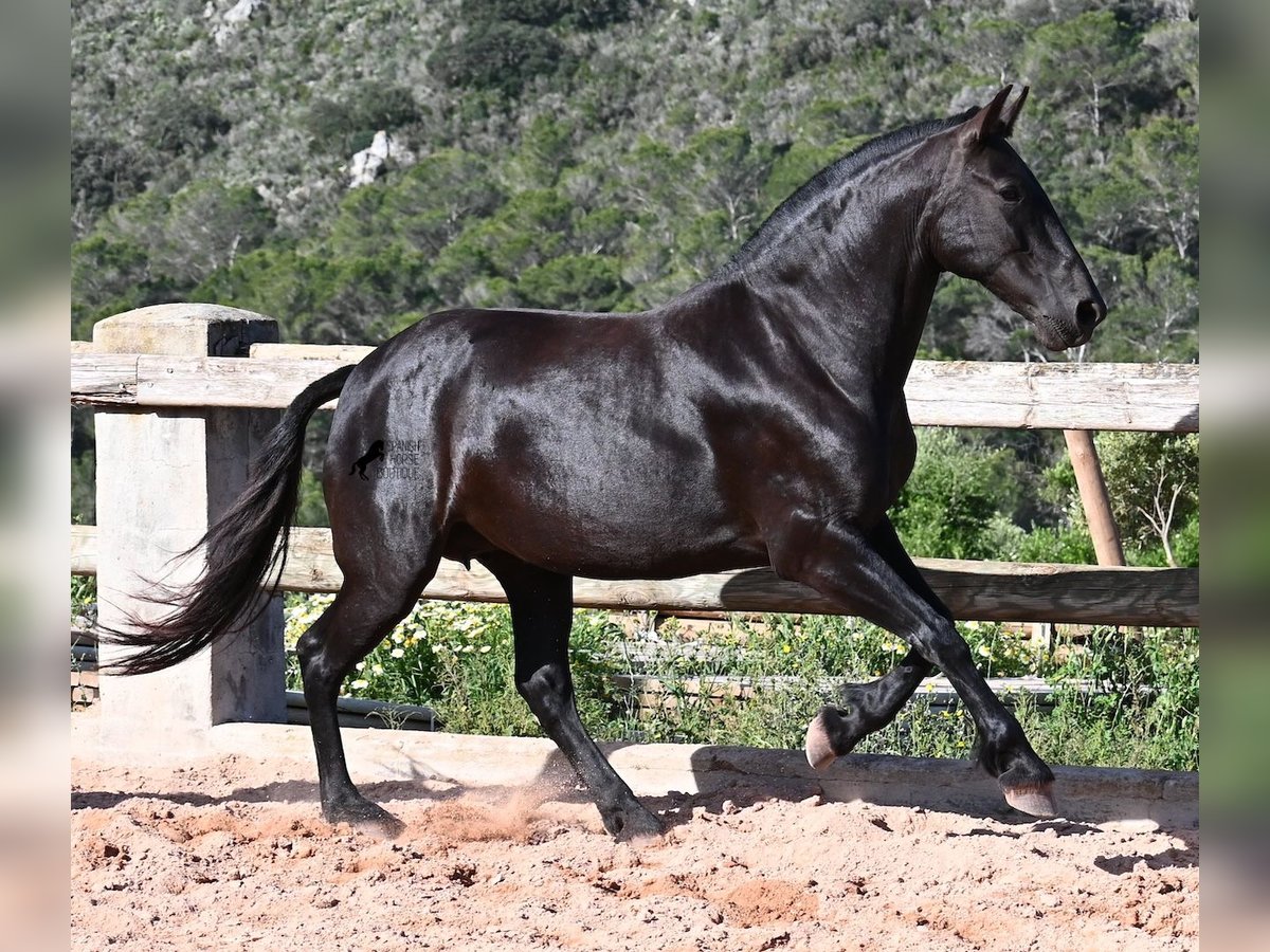 Minorquin Jument 8 Ans 160 cm Noir in Menorca