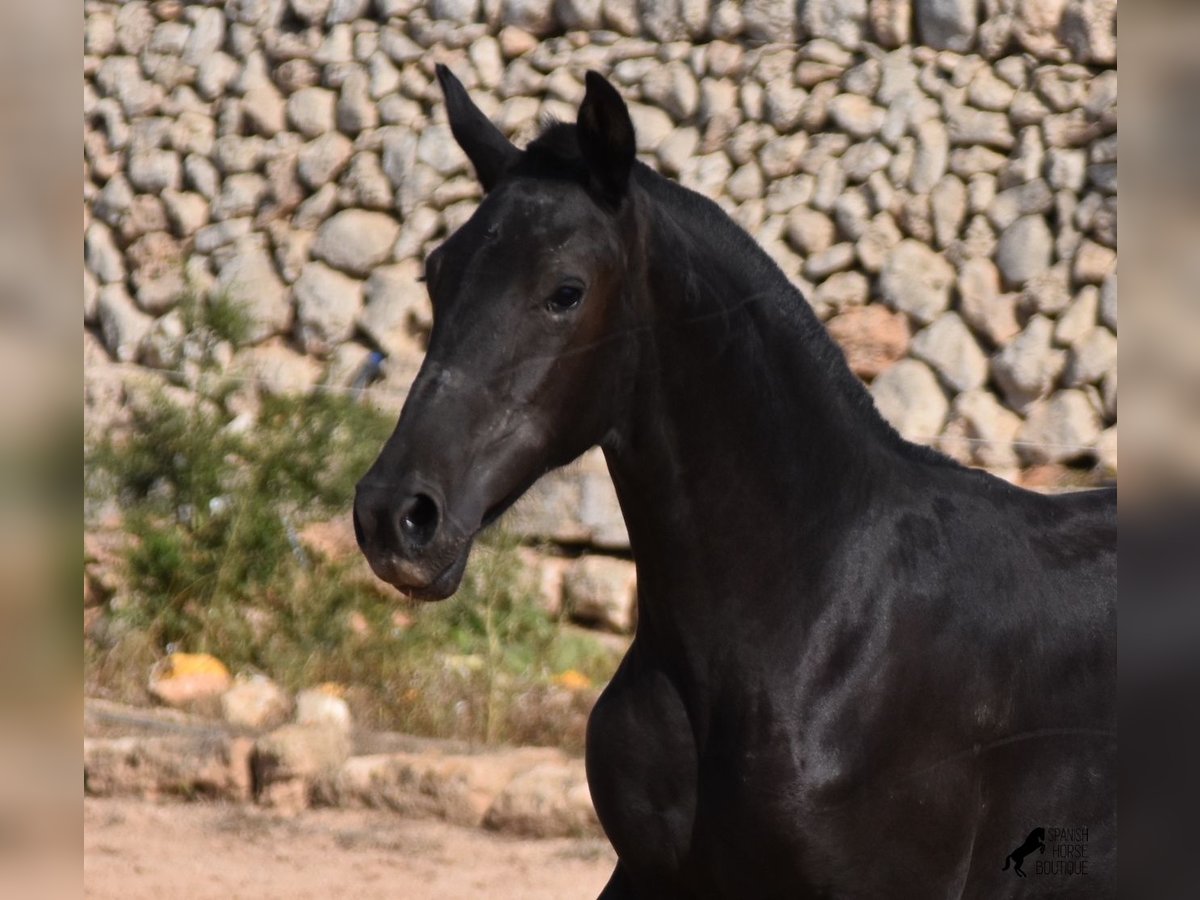 Minorquin Jument Poulain (01/2024) 155 cm Noir in Menorca