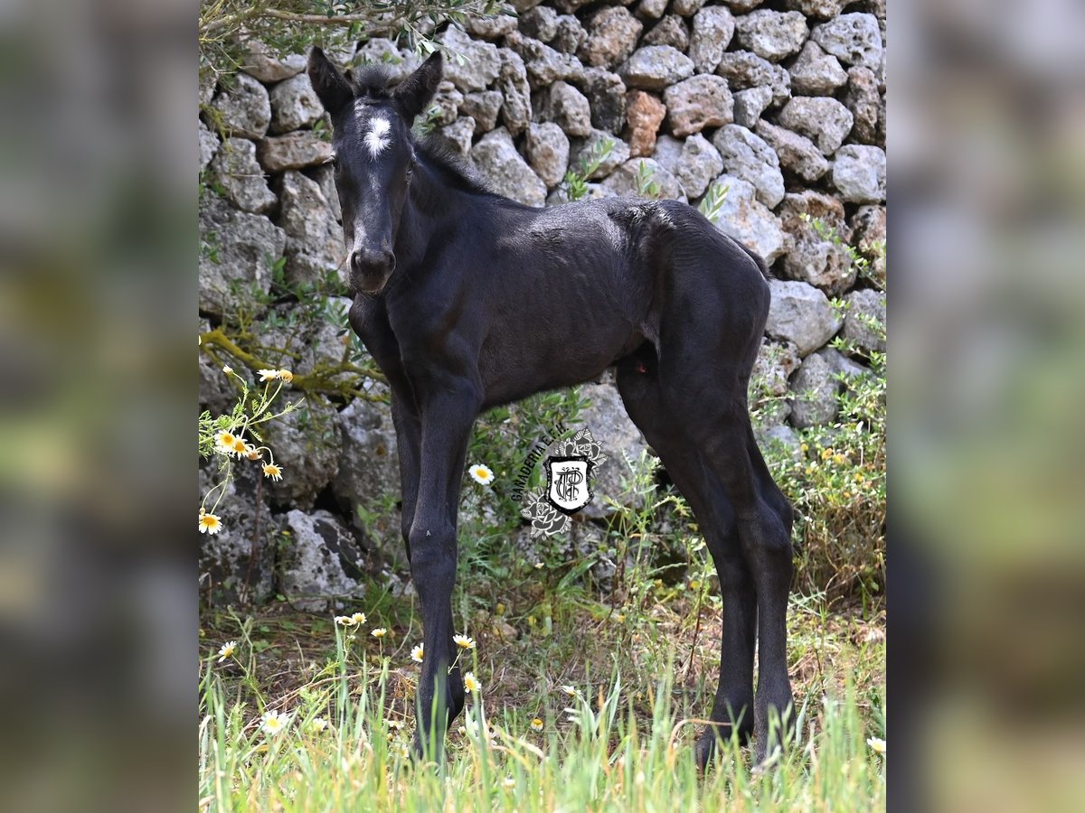 Minorquin Jument  165 cm Noir in Menorca