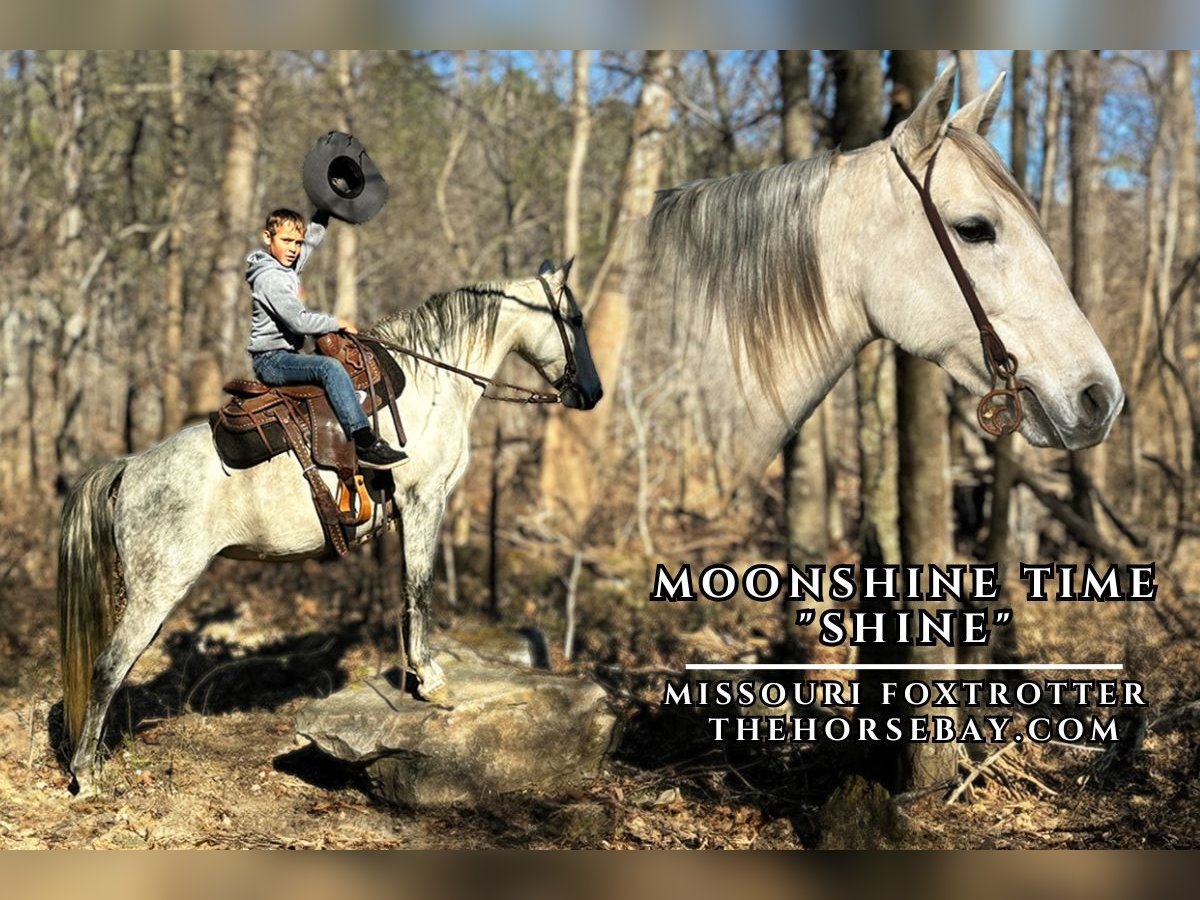 Missouri Fox Trotter Klacz 10 lat 152 cm Siwa in Houston, MO