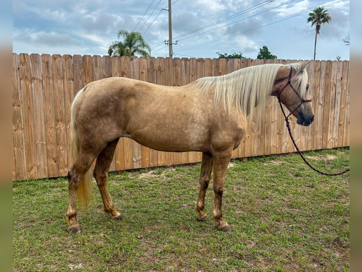Missouri Fox Trotter Klacz 15 lat 152 cm Izabelowata in Malabar, FL