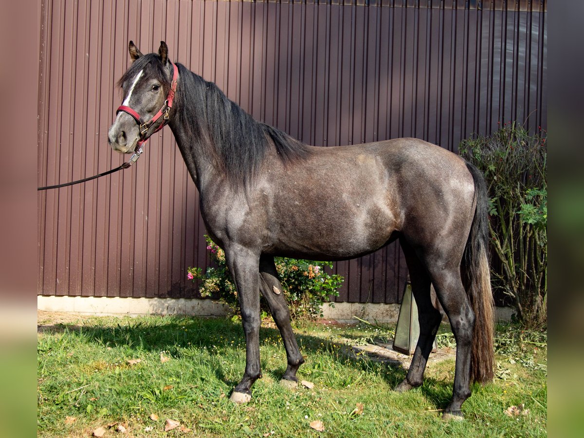 Missouri Fox Trotter Klacz 3 lat 145 cm Może być siwy in Stadtallendorf