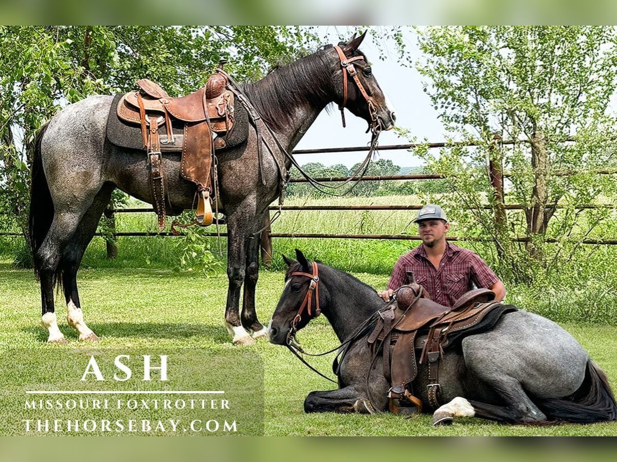 Missouri Fox Trotter Klacz 3 lat 147 cm Karodereszowata in Houston, MO