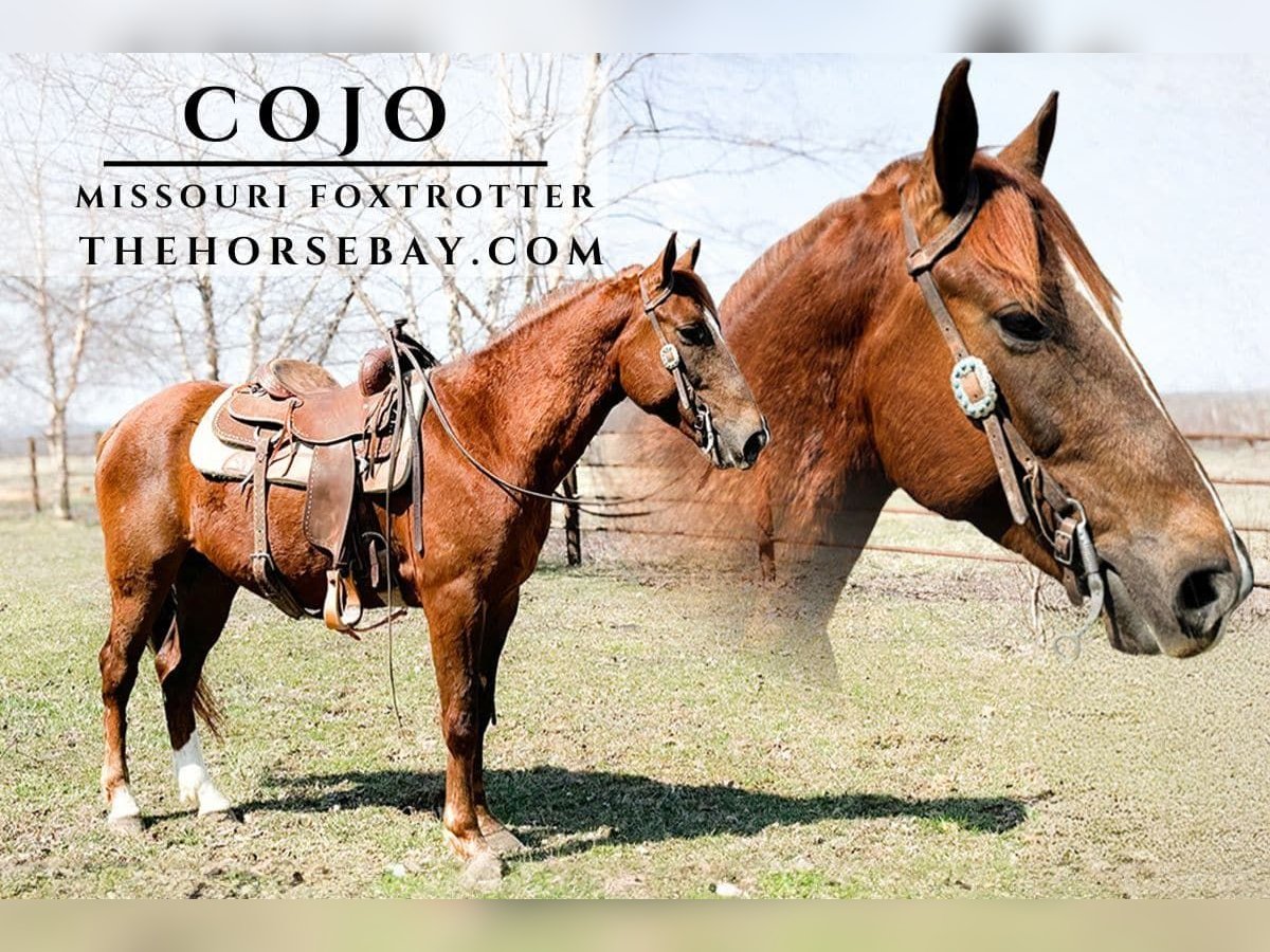 Missouri Fox Trotter Wałach 6 lat 152 cm Cisawa in Houston, MO