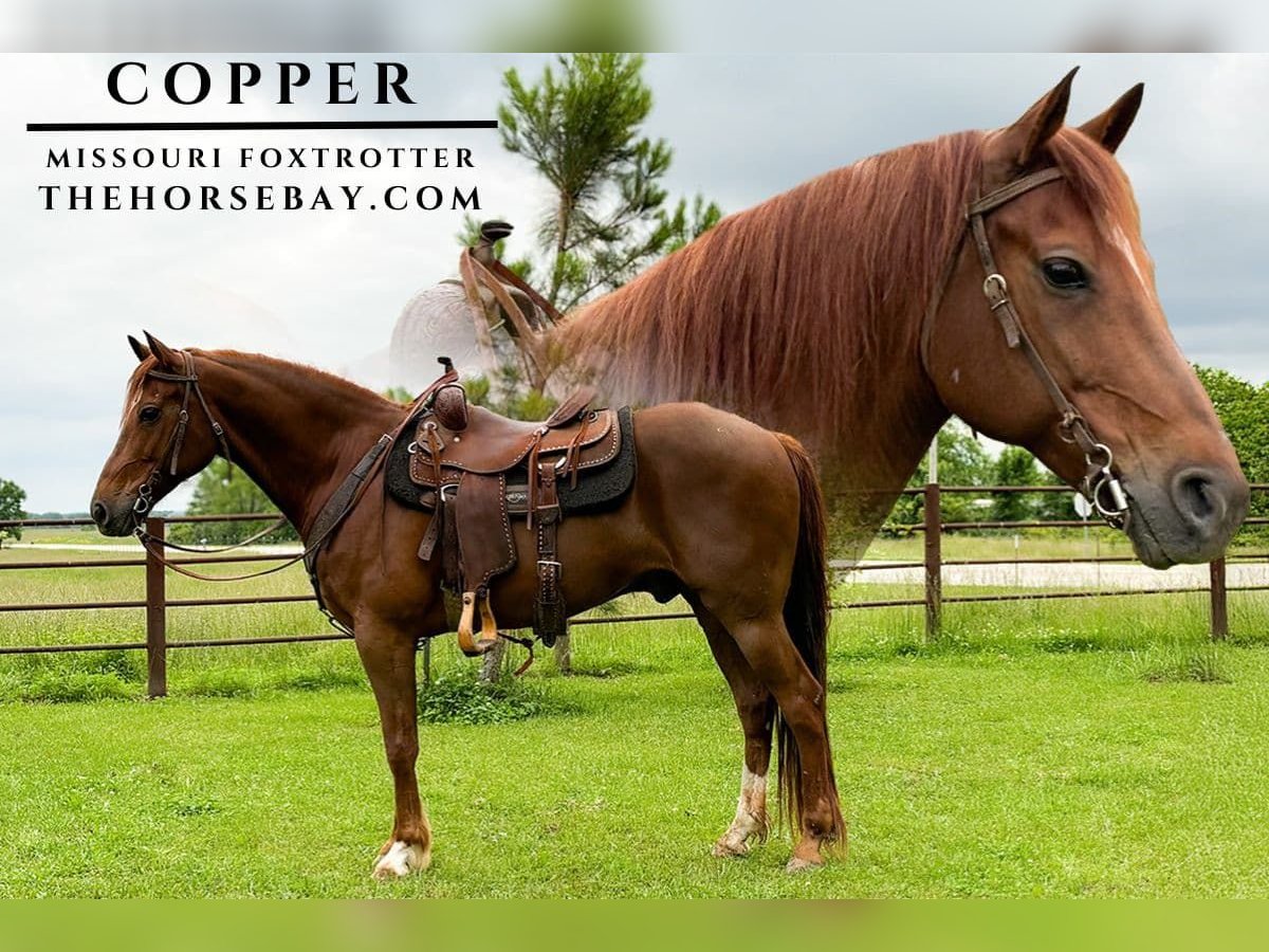 Missouri Fox Trotter Wałach 8 lat 155 cm Cisawa in Houston, MO