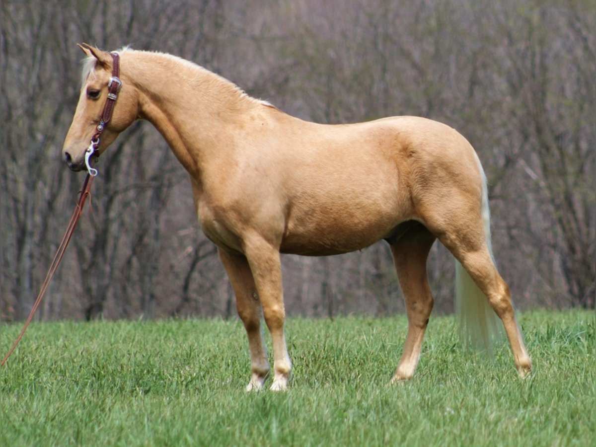 Missouri Fox Trotter Wałach 12 lat Izabelowata in Crab Orchard Ky