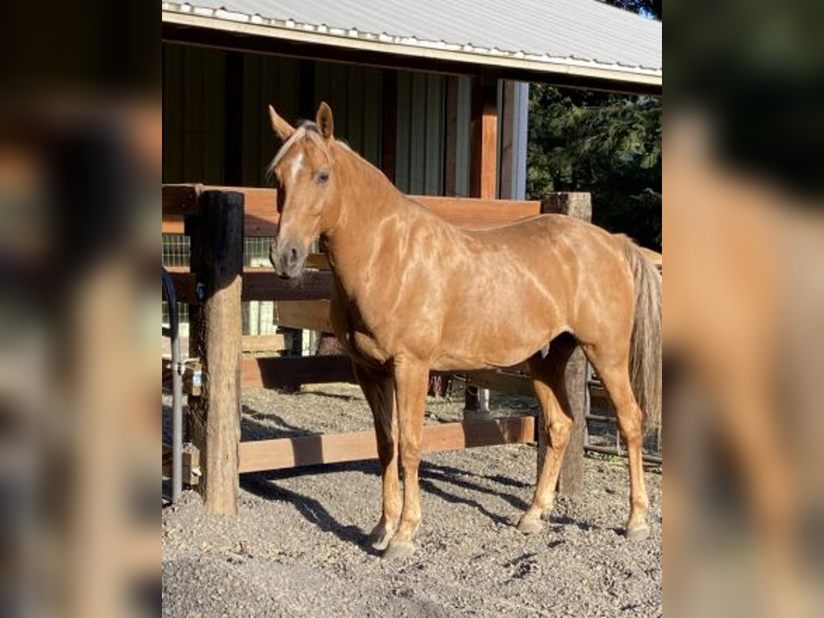 Missouri Fox Trotter Wałach 12 lat in Lexington