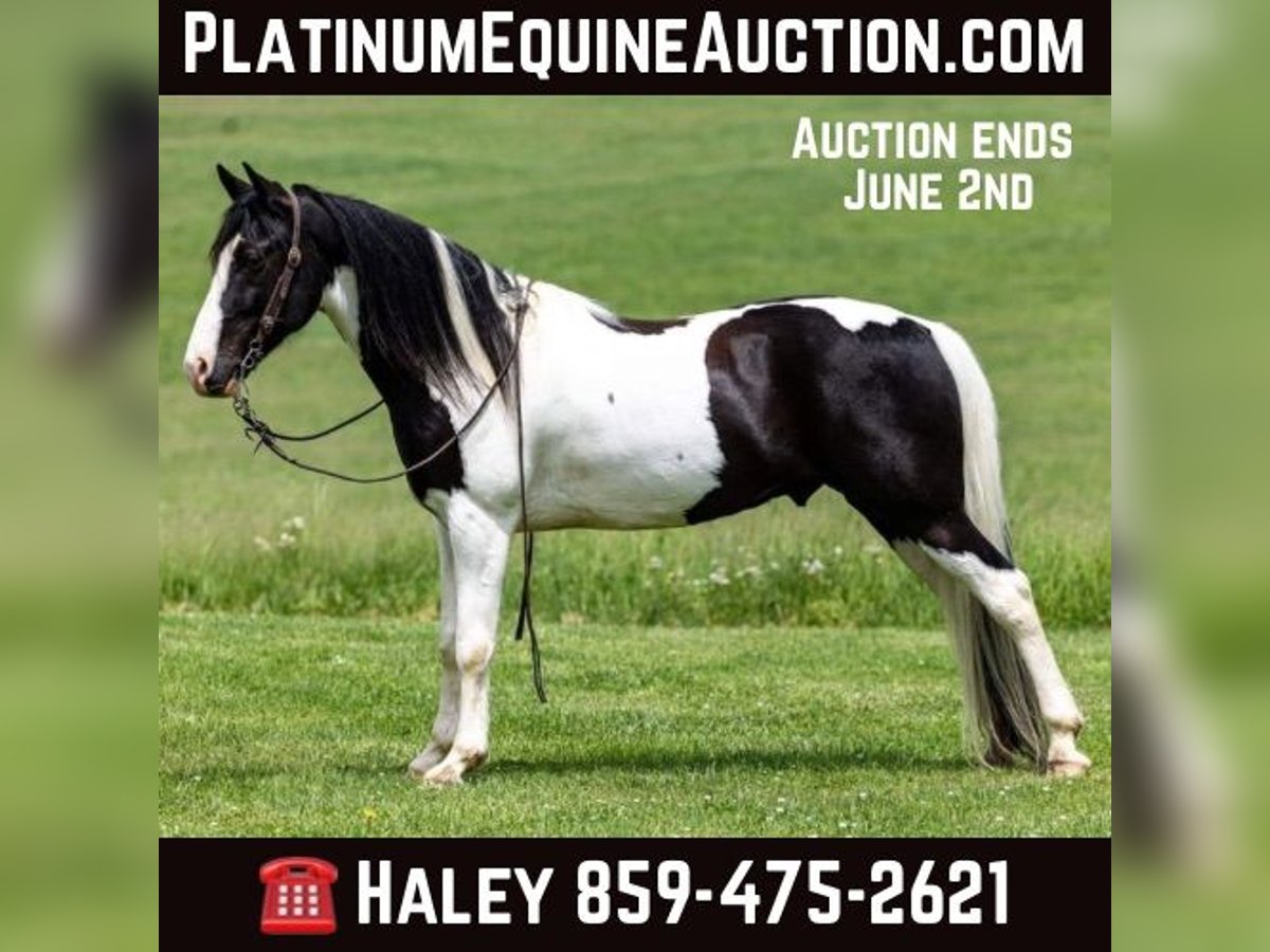 Missouri Foxtrotter Castrone 10 Anni 155 cm Tobiano-tutti i colori in Ewing KY