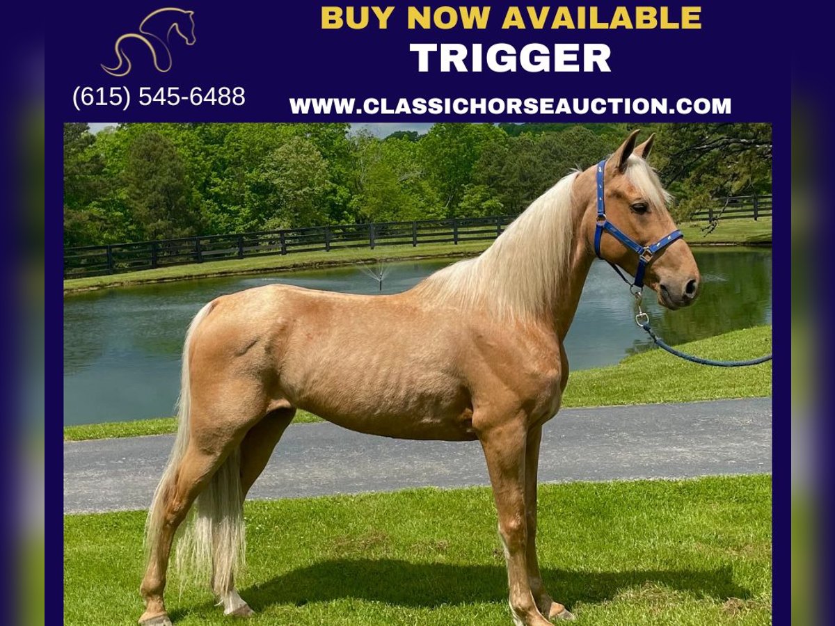 Missouri Foxtrotter Castrone 11 Anni 152 cm Palomino in Tyner, KY