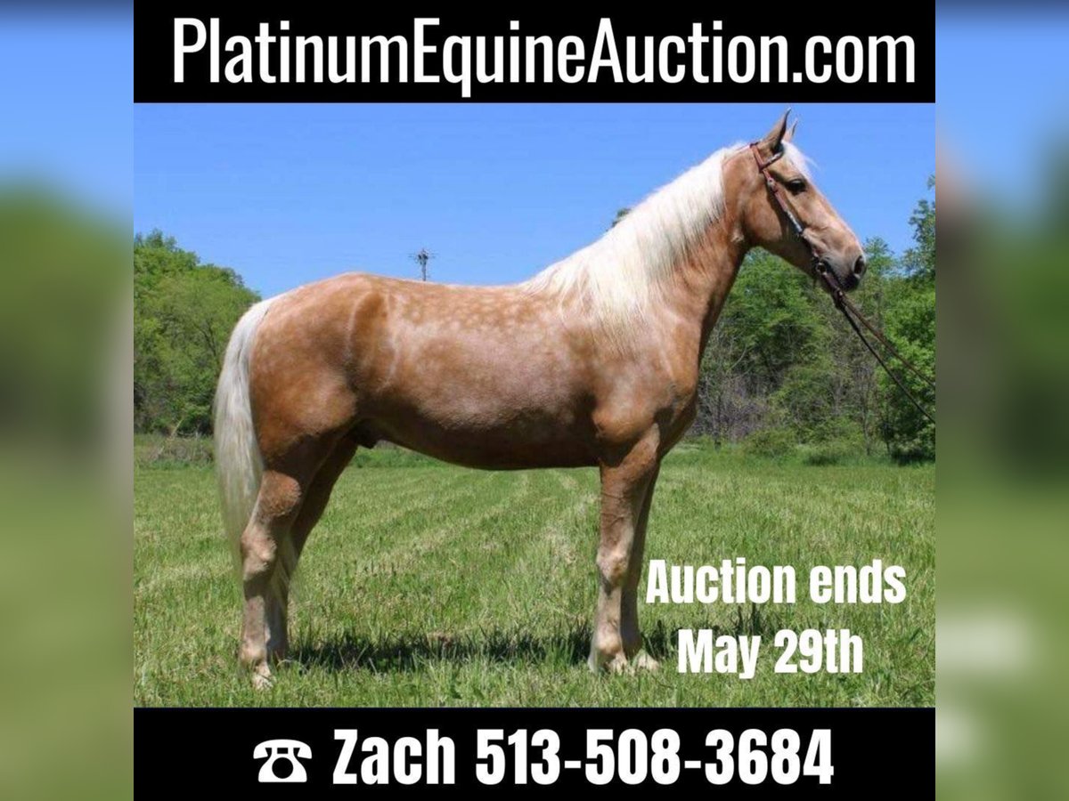 Missouri Foxtrotter Castrone 12 Anni Palomino in Salyersville KY